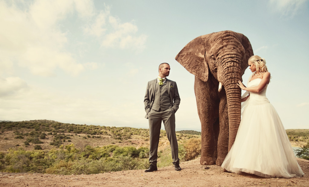 elephant in wedding